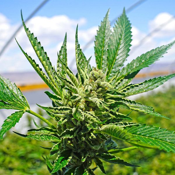 CBD y epilepsia refractaria.