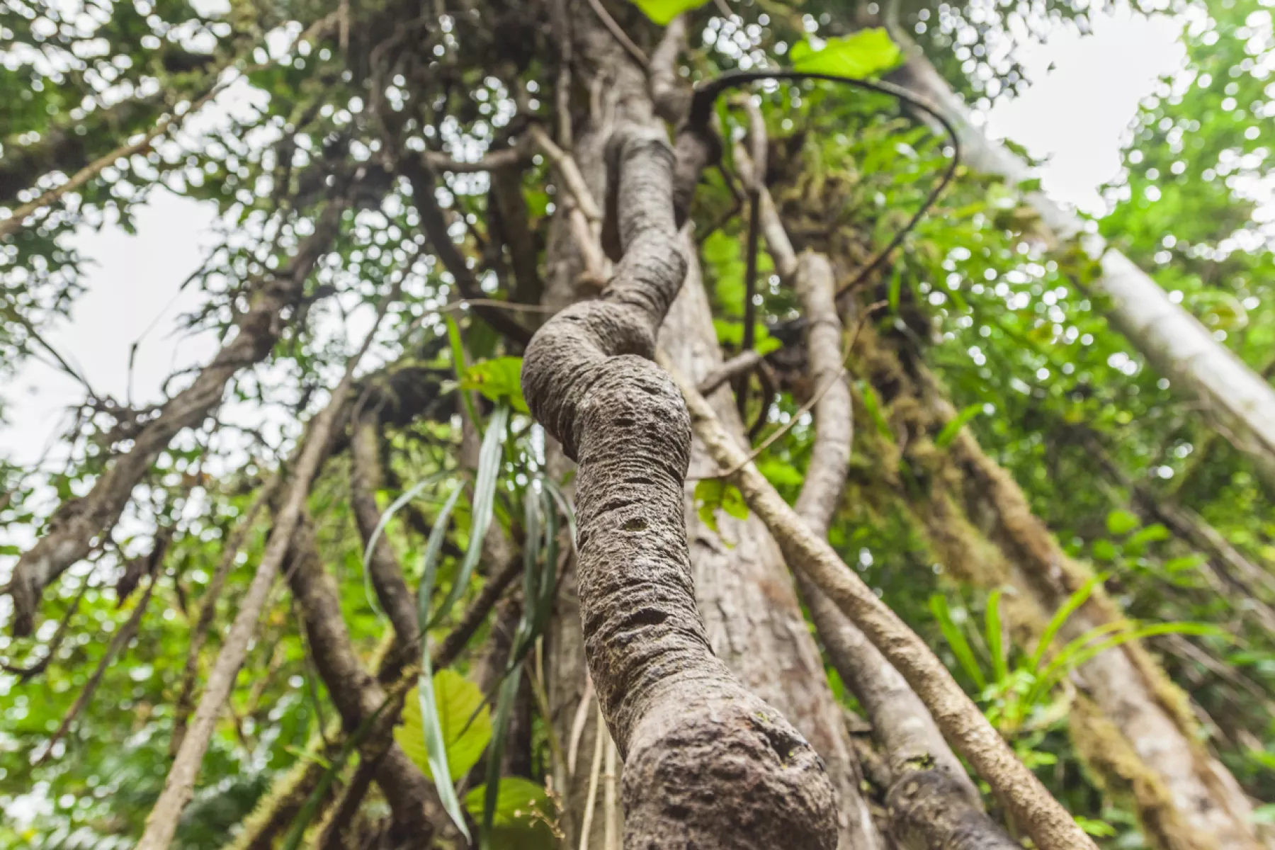 La Ayahuasca: ¿Por qué es la droga favorita de Miley Cyrus?