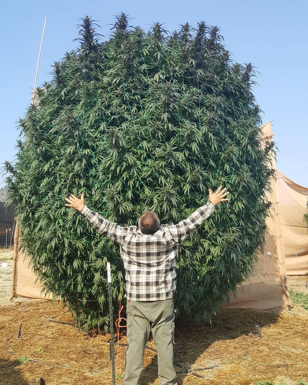 ¿Qué tan grande crece una planta de marihuana?