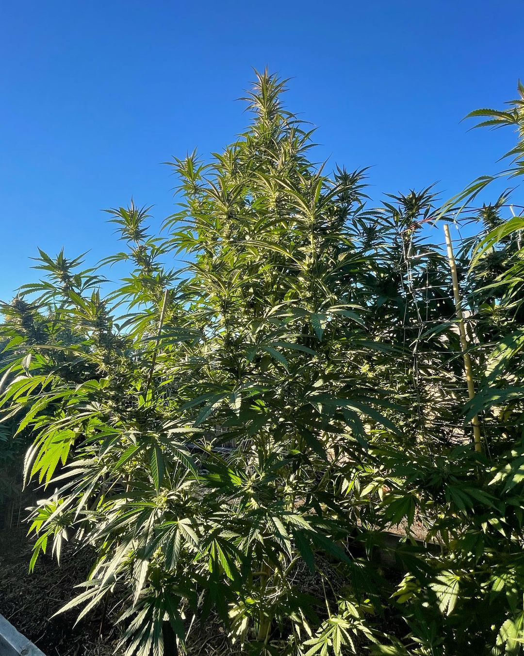 Pasar un cultivo de exterior a interior