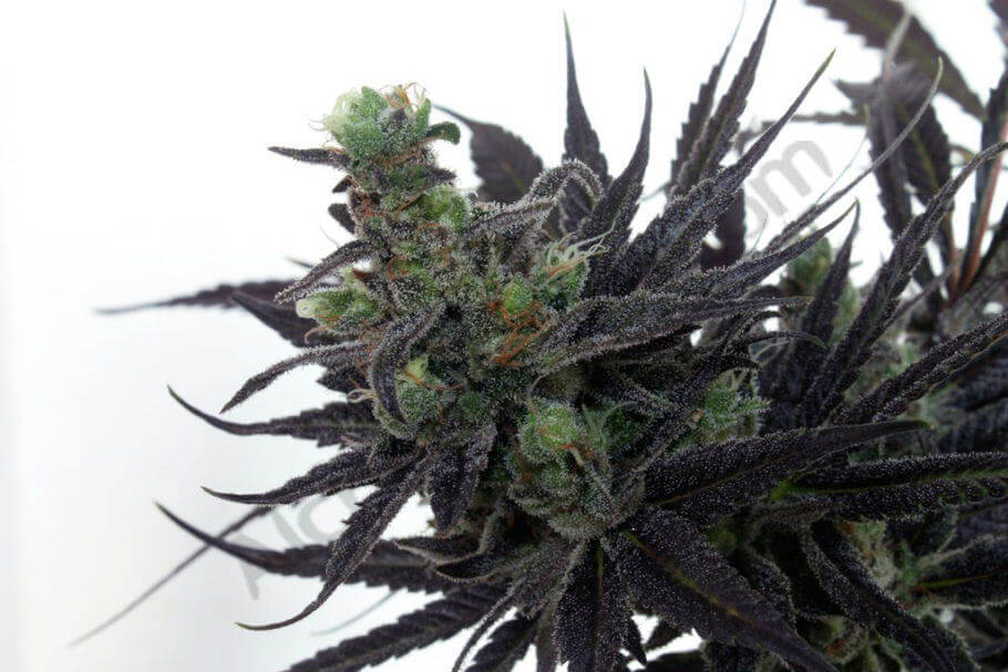 Flavonoides