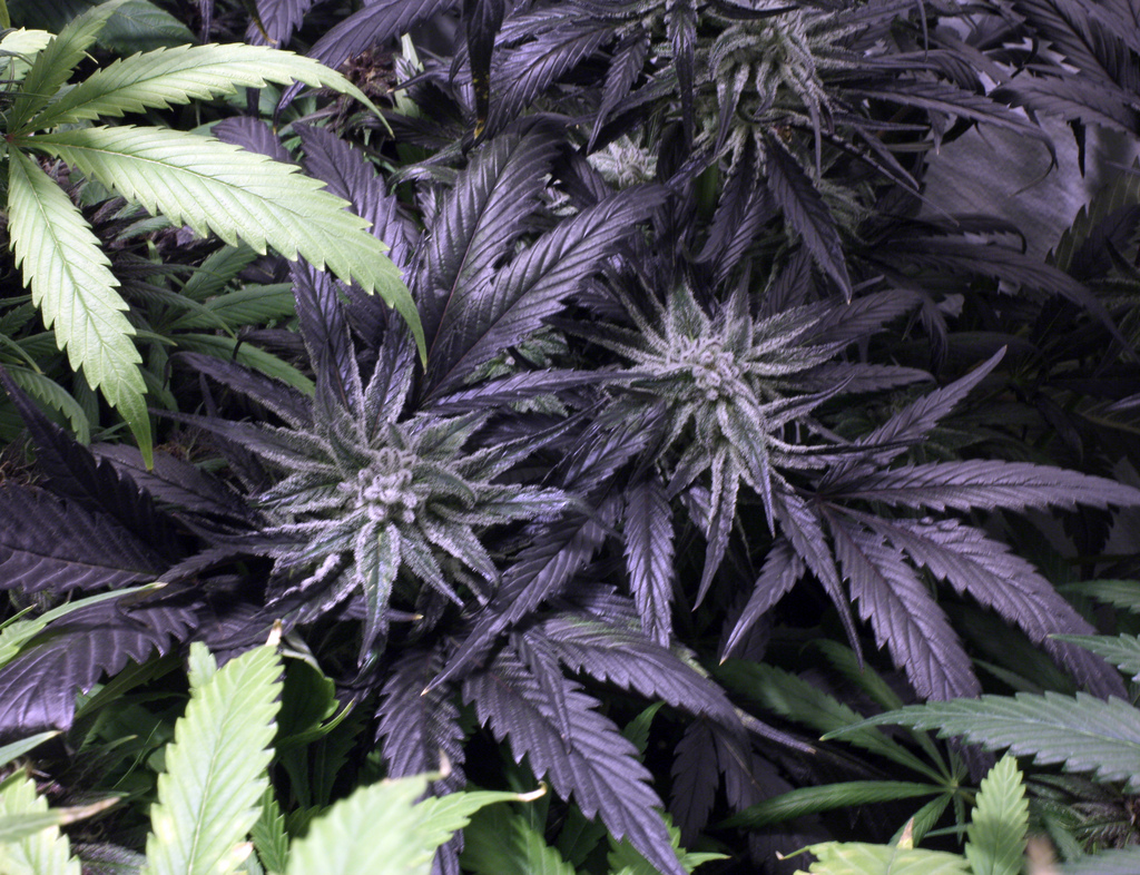 ¿Cómo saber qué clase de genética es mi planta según su forma?