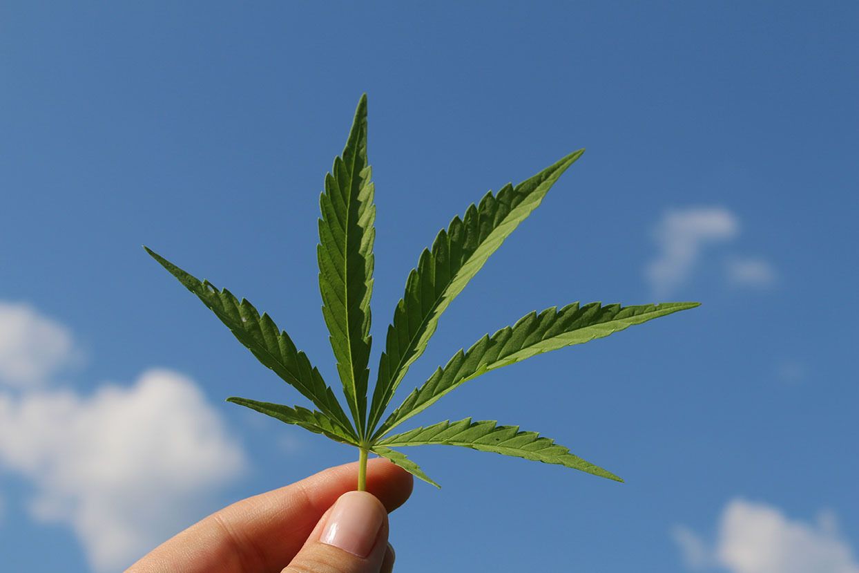Cannabis Legal: El Senado argentino dio media sanción a la producción industrial del cannabis medicinal.