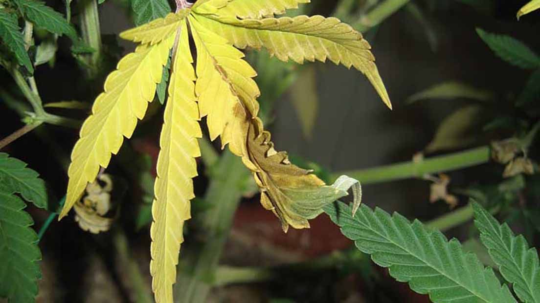 ¿Qué pasa si mi planta de cannabis tiene hojas amarillas?