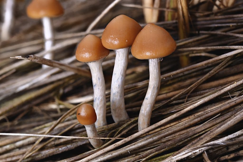 ¿Como se cultivan setas?