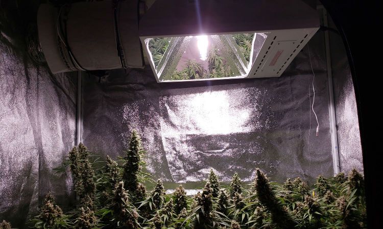 ¿Cuánta luz necesita tu cultivo de marihuana?