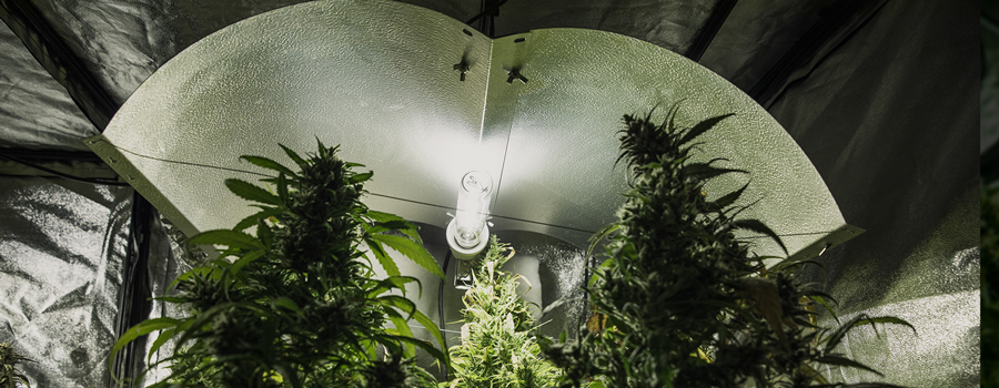 Autoflorecientes en indoor: ¿Cuál es el ciclo de luz ideal?
