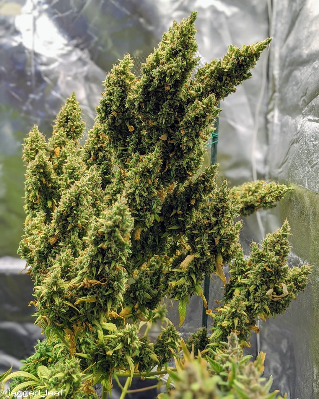 Tips para un cultivo indoor exitoso