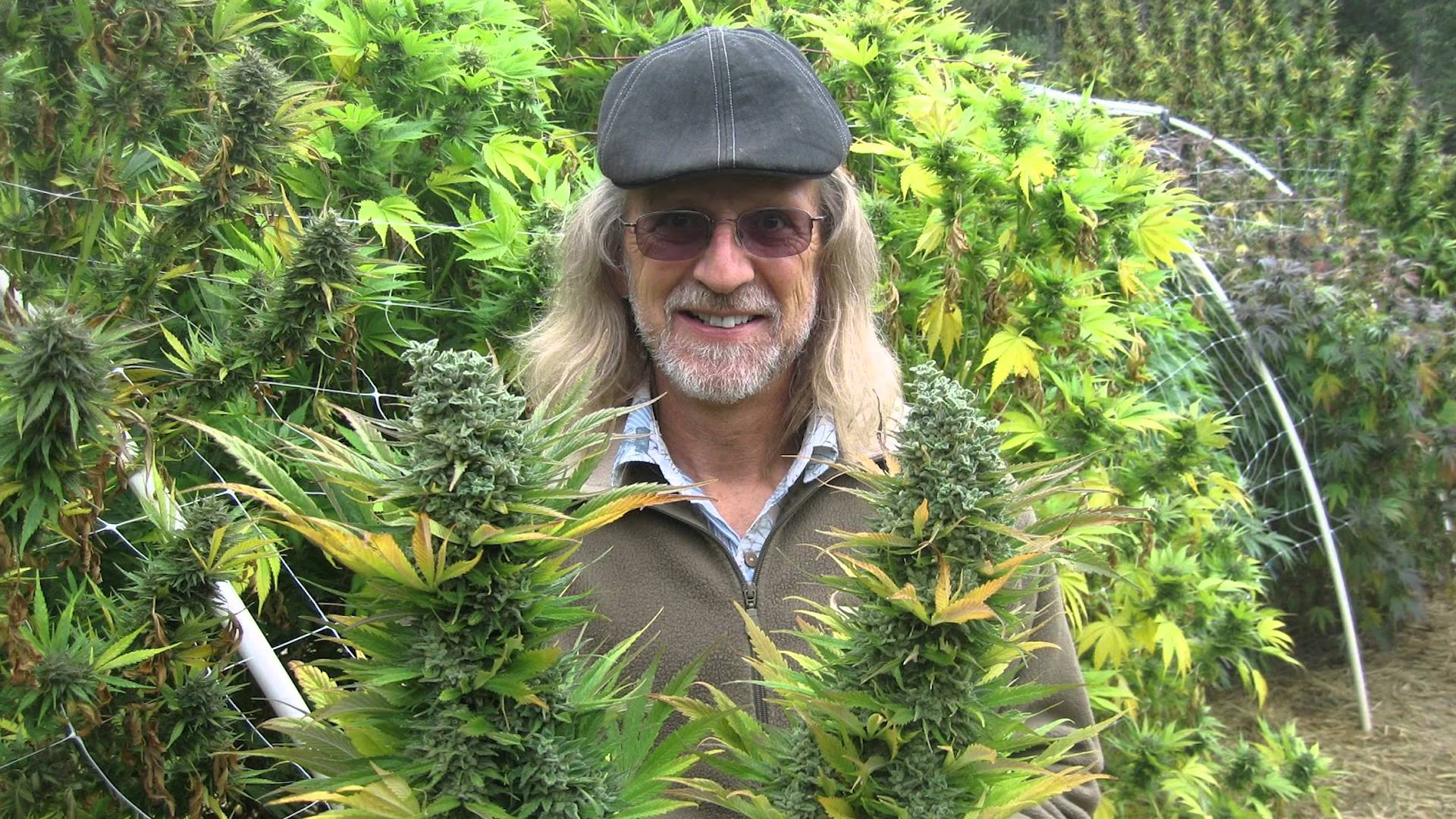 Gurus del cultivo de marihuana