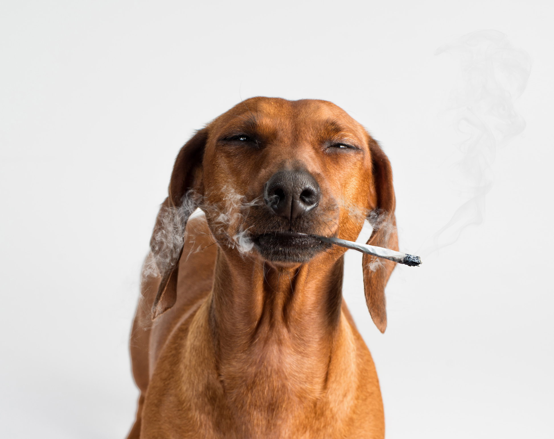 ¿Por Qué No Existe un Emoji de Marihuana?