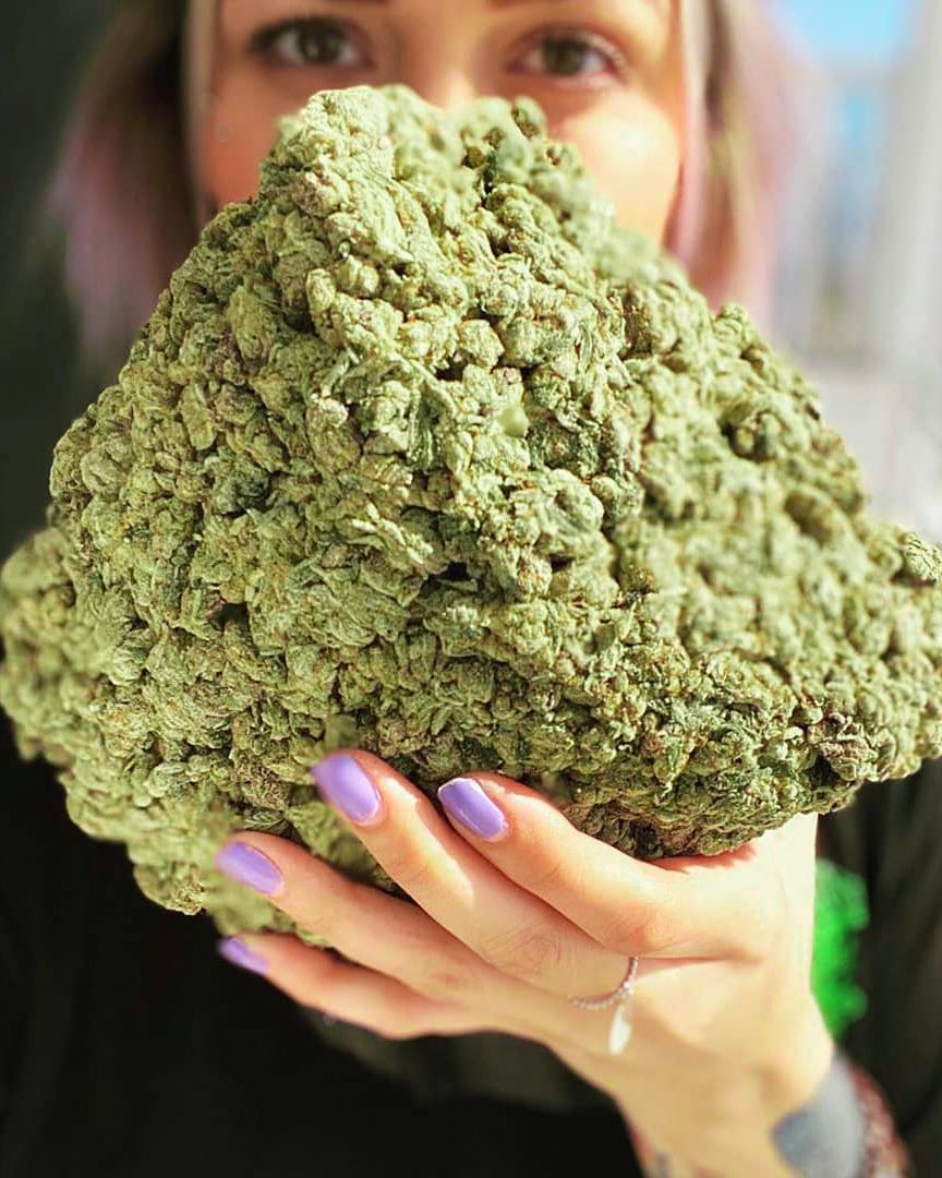 ¿Cuáles son las variedades de marihuana más productivas?