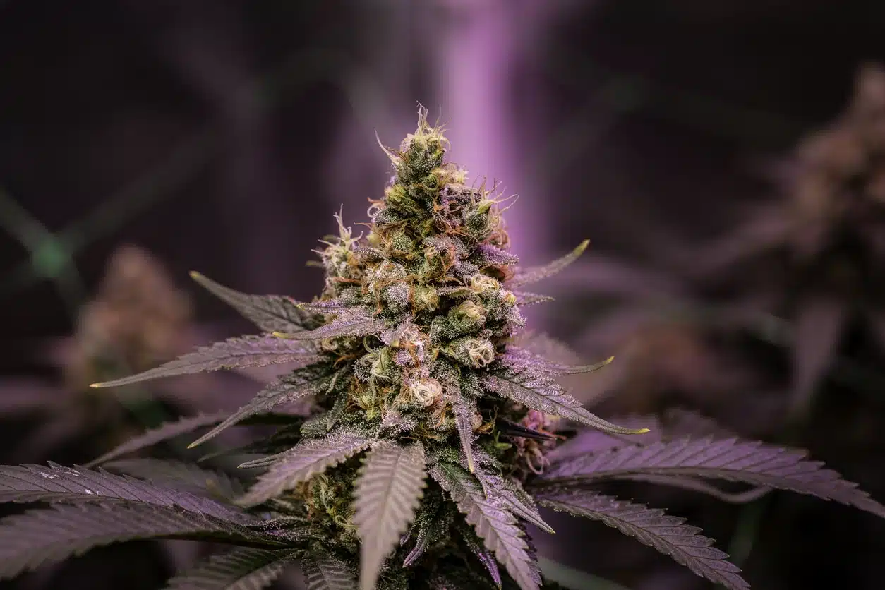 ¿Por qué la marihuana se pone morada?