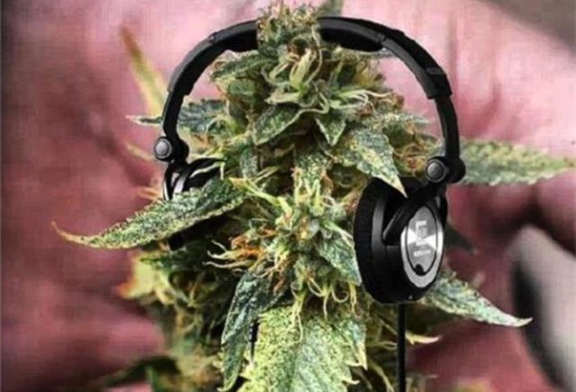 Música y marihuana: ¿En qué se relacionan y qué escuchar?