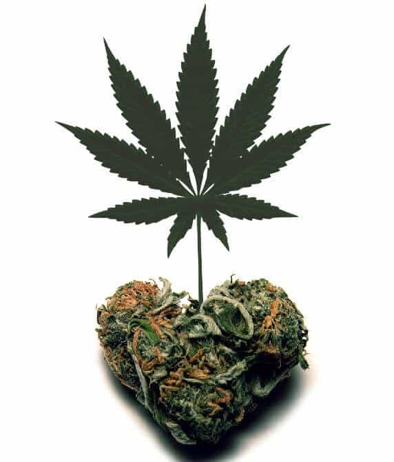 ¿Qué Pasa si Como Marihuana Cruda?