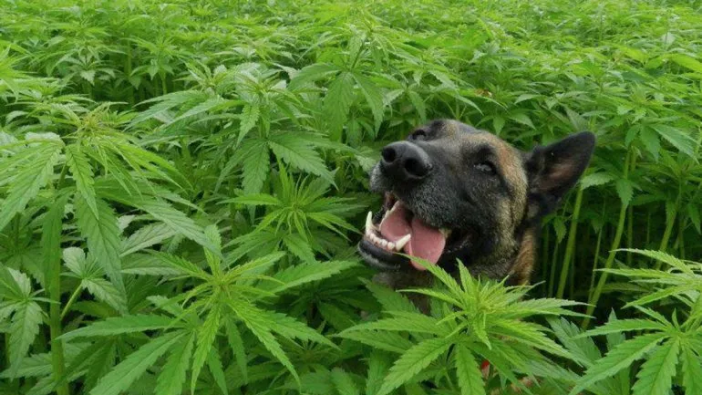 ¿Qué hace el cannabis en los perros?
