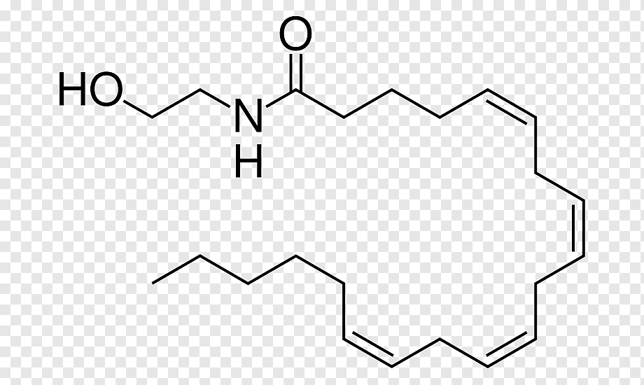 Anandamida y el Sistema Endocannabinoide