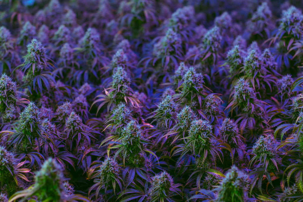 ¿Por qué hay algunas plantas de marihuana que son moradas?