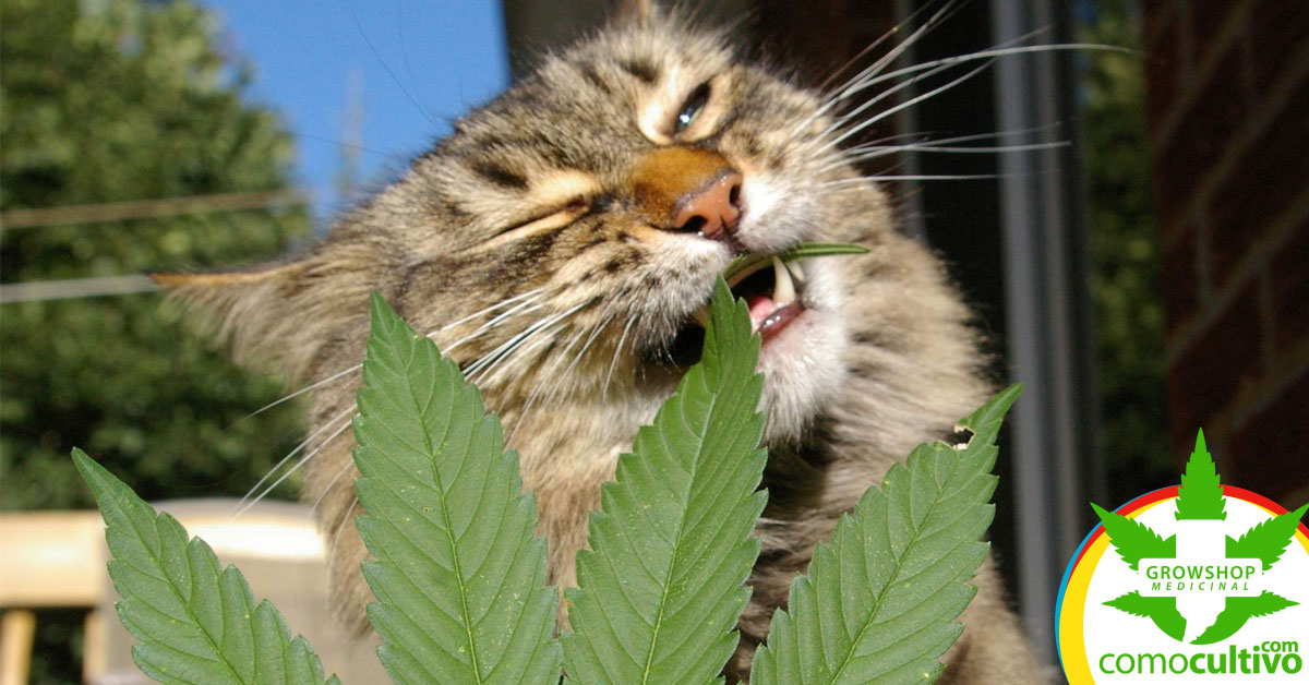 ¿Cómo afecta la marihuana a los gatos?
