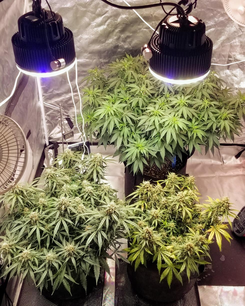 ¿Qué es un timer, y cómo puede ayudarme a cultivar?