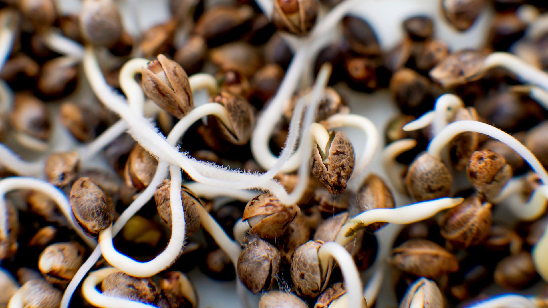 Germinar semillas: algunos tip