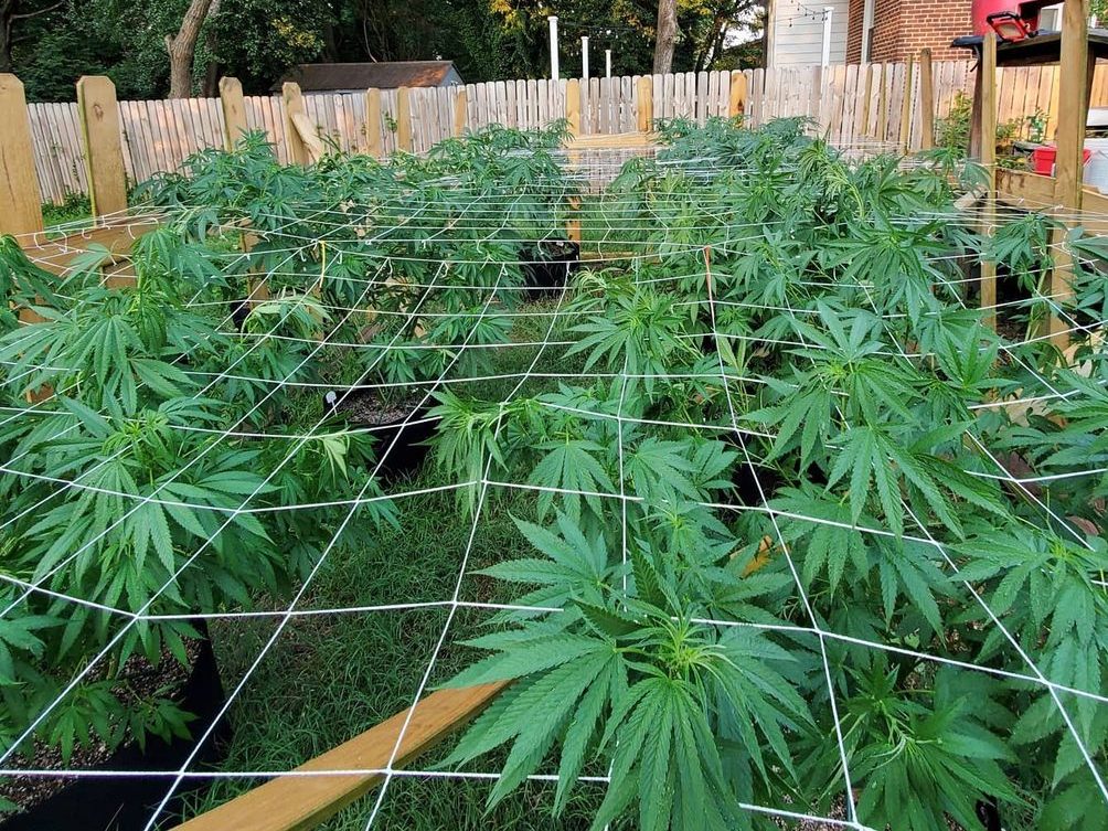 ¿En qué casos es bueno usar una red SCROG para cultivo?