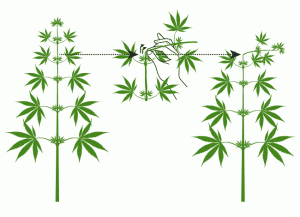 El supercropping: una técnica de poda que necesitás aprender