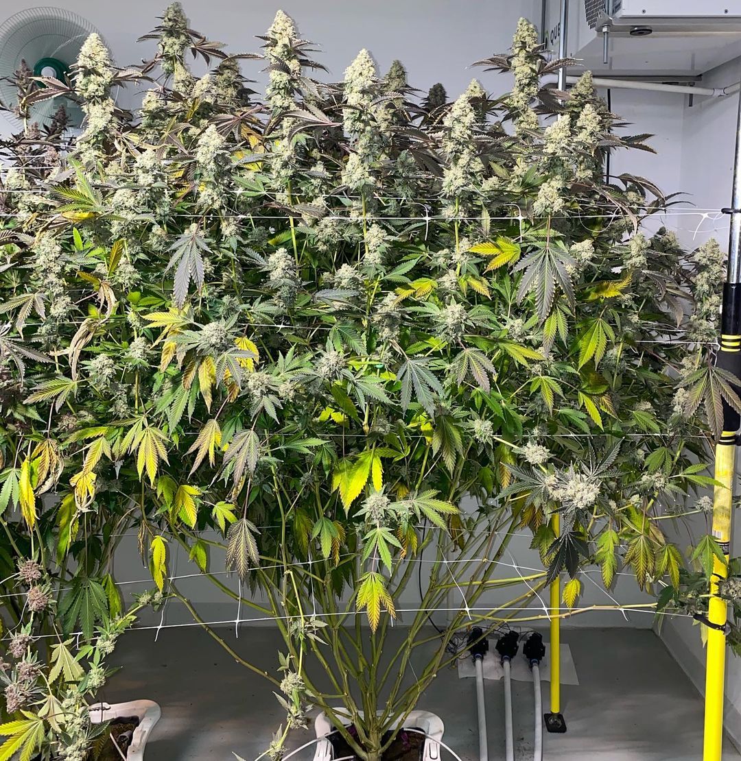 ¿Cómo planificar un cultivo de cannabis en interior?
