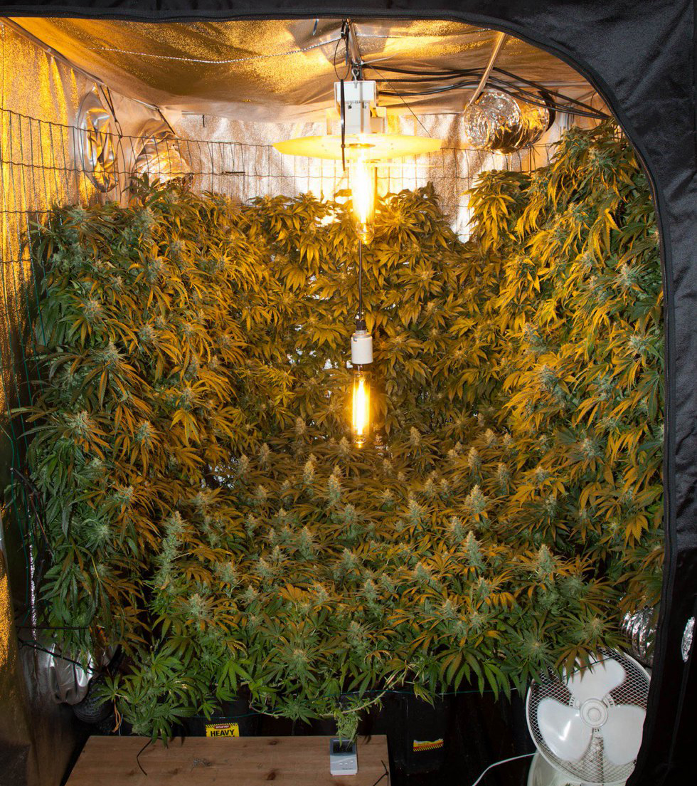 Cultivo Vertical