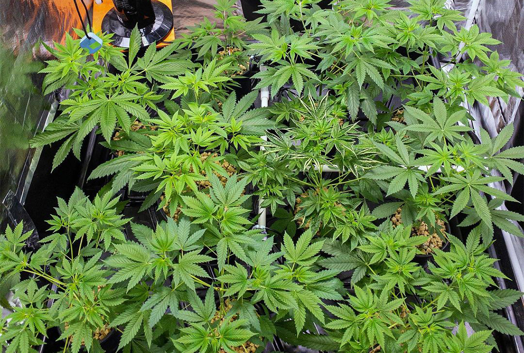 Cannabis y creatividad