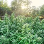Cultivar en verano: Consejos y tips para plantar cannabis en épocas de altas temperaturas