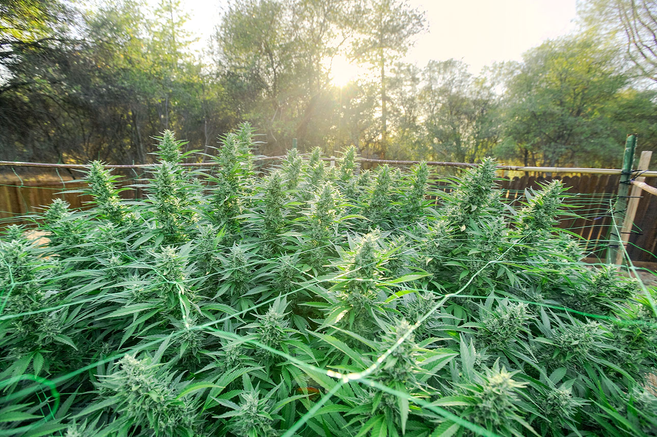 ¿Cómo cultivar marihuana en exterior?