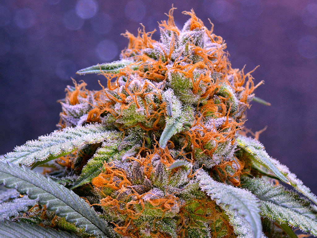 Cultivar feminizadas