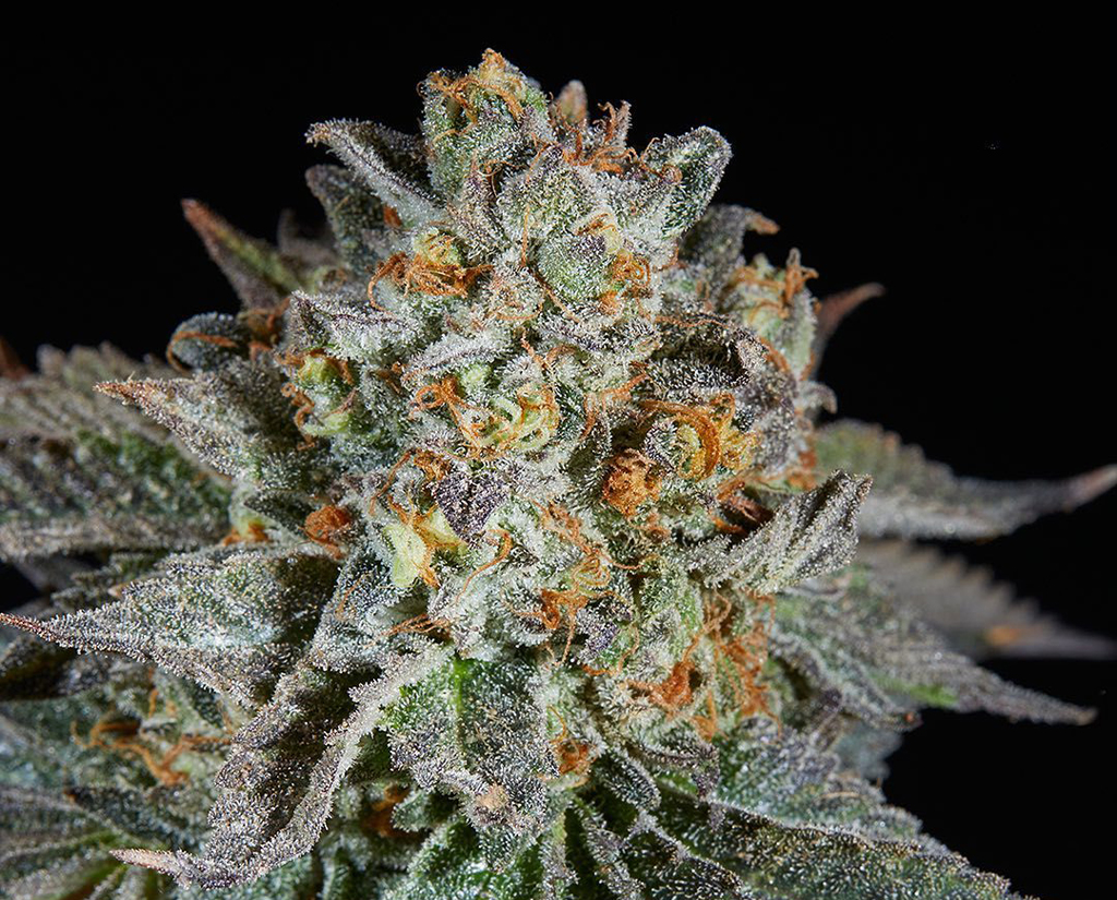 ¿Qué función tienen los terpenos en las plantas?