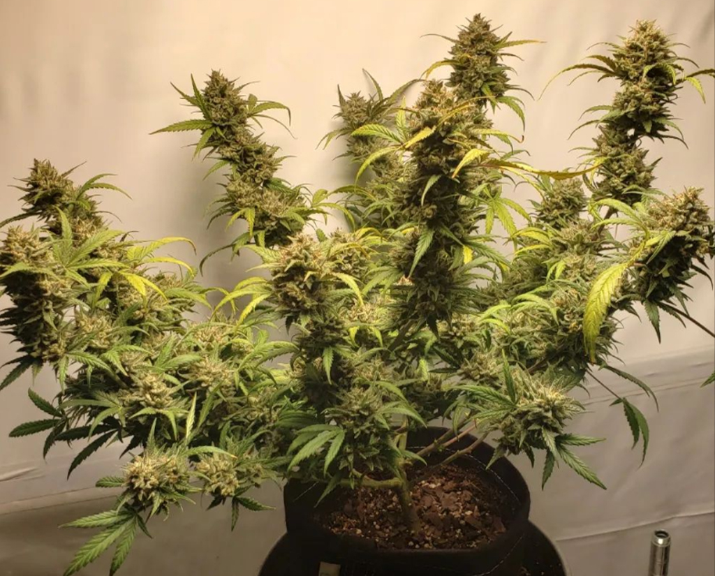 Cómo elegir las genéticas perfectas para tu cultivo interior