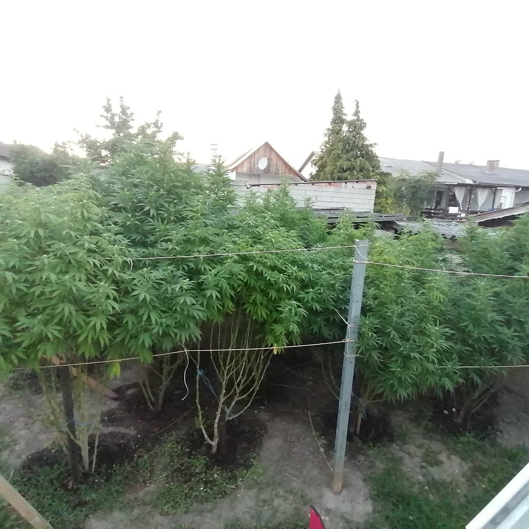 Peligros en cultivo de exterior
